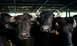 Universidade entrega leite de búfala para indústria