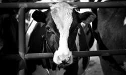 Israel: como os conflitos tem impactado as fazendas leiteiras