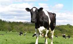 Manejos importantes durante o período seco da vaca de leite