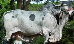 Pecuária de leite perde um dos mais importantes touros do Brasil