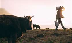 Africanos vão trabalhar em fazendas de gado leiteiro israelenses