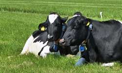 Nova Zelândia: produção de leite estável, apesar do clima