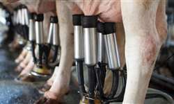 Qual a relação da ordenha com o bem-estar da vaca leiteira?