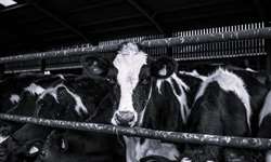 Austrália: fazenda abaterá vacas após cancelamento de contrato