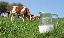 Rondônia registra aumento na produção leiteira em 2023