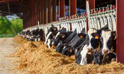 Fazendas leiteira grande garantem o bem-estar animal