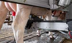 Ordenha robotizada e os sistemas de tráfego das vacas