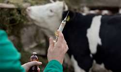 Nova vacina contra doença respiratória bovina nos EUA
