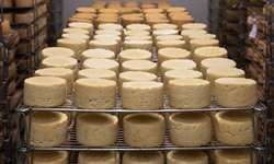 Empresa francesa Maison Mons vai fazer queijo na Canastra