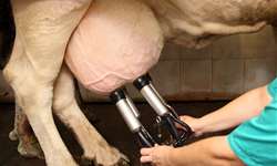Fase de secagem das vacas: importância e facilitadores