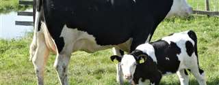 Como criar bezerras para serem boas produtoras de leite?