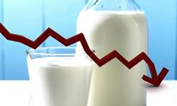 LEITE/CEPEA: Preços ao produtor voltam a cair em novembro