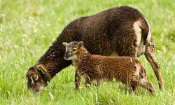 A importância da produção de leite de ovelha no desempenho do cordeiro