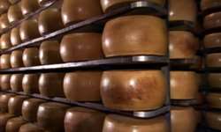 MG: fazenda adota técnica tradicional da Itália para fabricar queijo parmesão