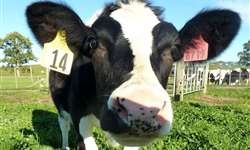 NZ: abate de vacas leiteiras apresenta crescimento de 27,6% frente a 2014