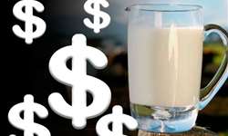 Preços dos lácteos - 2016 trará a recuperação tão esperada?