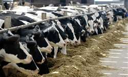 O Reino Unido estaria se encaminhando para um cenário de mega-fazendas leiteiras?