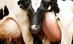 Controle e prevenção de mastite bovina com Marcos Veiga- começa esta semana