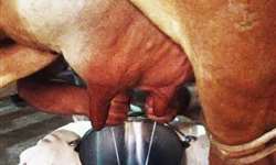 Beta caseína A2 e a composição do leite de vacas Gir