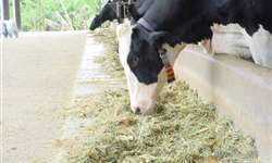 Participe do treinamento sobre nutrição de vacas leiteiras