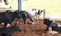 Hipocalcemia subclínica em vacas leiteiras