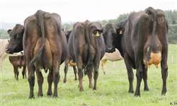 Cruzamento em bovinos leiteiros: aspectos sobre a fertilidade