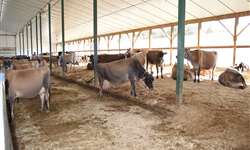 [Vídeo] Período de transição: um dos momentos mais desafiadores da vida produtiva de vacas leiteiras