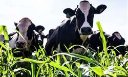 Responda essa: toda vaca com febre do leite cai?