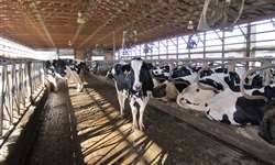 Resfriamento bem-sucedido de vacas leiteiras na Itália