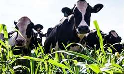 Qual o percentual de vacas com febre do leite no rebanho?