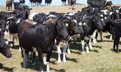Cai o número de produtores de leite do país