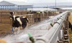 Resfriamento de vacas no período seco: principais dúvidas