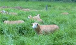 Como determinar a capacidade de suporte dos piquetes para ovinos