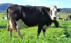 Resistência a mastite em animais oriundos de cruzamento entre raças leiteiras