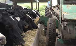 Qual o impacto da TMR na alimentação de vacas leiteiras?