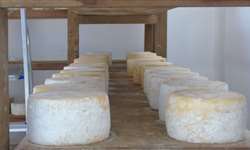 Cientistas explicam mofo no queijo minas artesanal