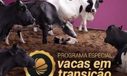Lançamento: Programa especial Vacas em Transição