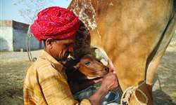 Vaca sagrada da Índia agora ameaça uma indústria de US $ 83 bilhões