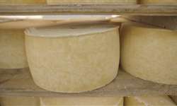 Novo guia para a produção de queijo artesanal na Europa