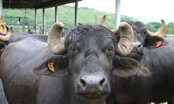Pará terá programa de melhoramento genético de búfalos