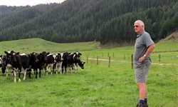 Crise do Mycoplasma bovis na Nova Zelândia está aumentando