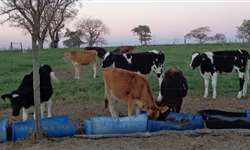 Fazendas brasileiras se capacitam para produzir leite orgânico
