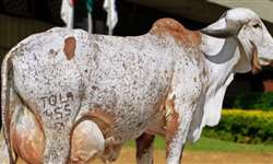 Índia investe em melhoramento genético e comprará bovinos Gir do Brasil
