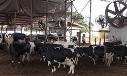 Trocas térmicas em bovinos leiteiros - Parte II