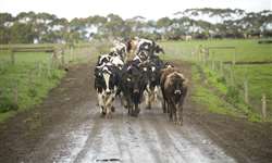 Expandindo conhecimento: Austrália promove treinamentos para produtores de leite asiáticos