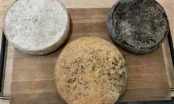 3 tons de queijos inspirados no francês saint-nectaire