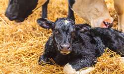 Doenças do puerpério: metrite e endometrite em vacas