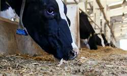 Balde Cheio: "alimentação é o maior problema na pecuária leiteira"