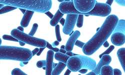 O efeito dos probióticos: confrontando pontos relevantes