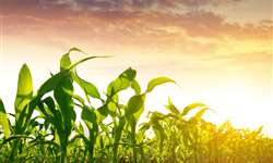 Qual é o fator chave da colheita do milho para silagem?